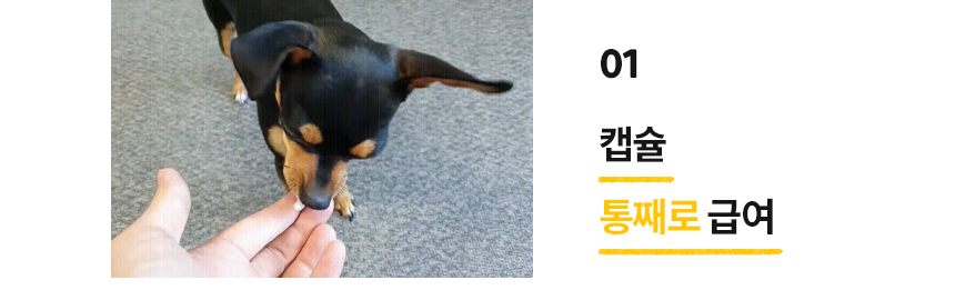 [무료배송] 본아페티 독 스테이핏 키드니캡스 60정 32번째