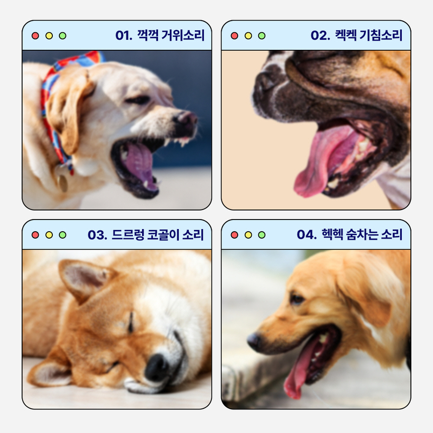 [무료배송] 라이프펫 강아지 기관지영양제 브레스 90g 7번째