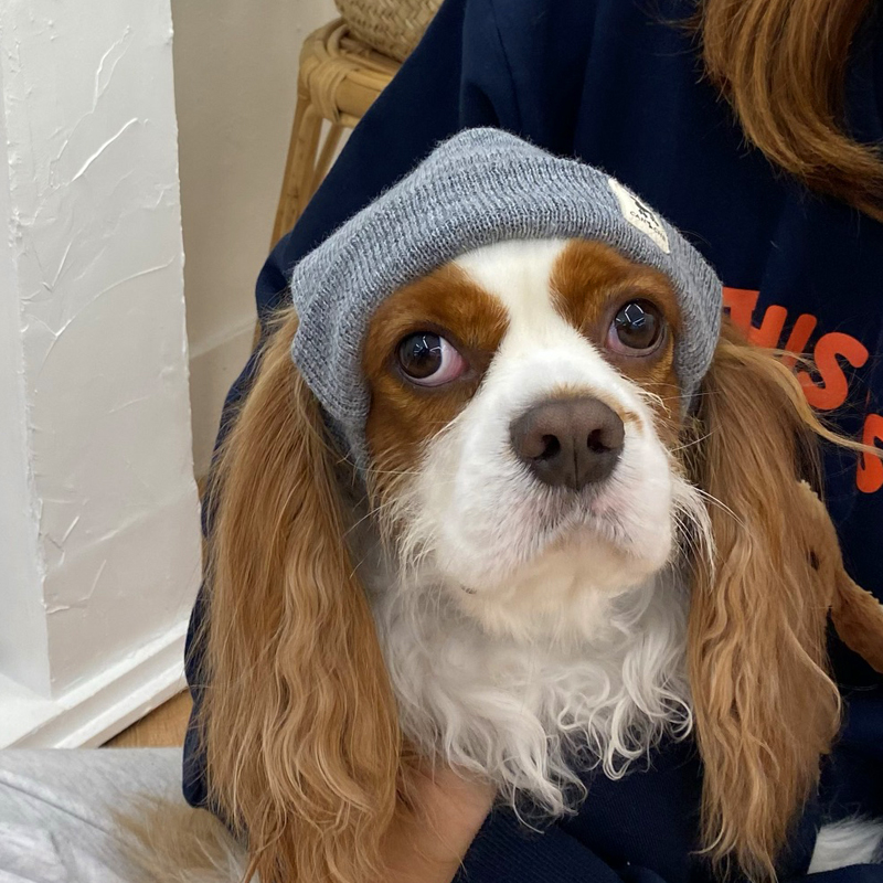 [NEW신상][무료배송] 해피댕댕 힙쟁이비니 2종 (블랙,그레이) S-L 15번째