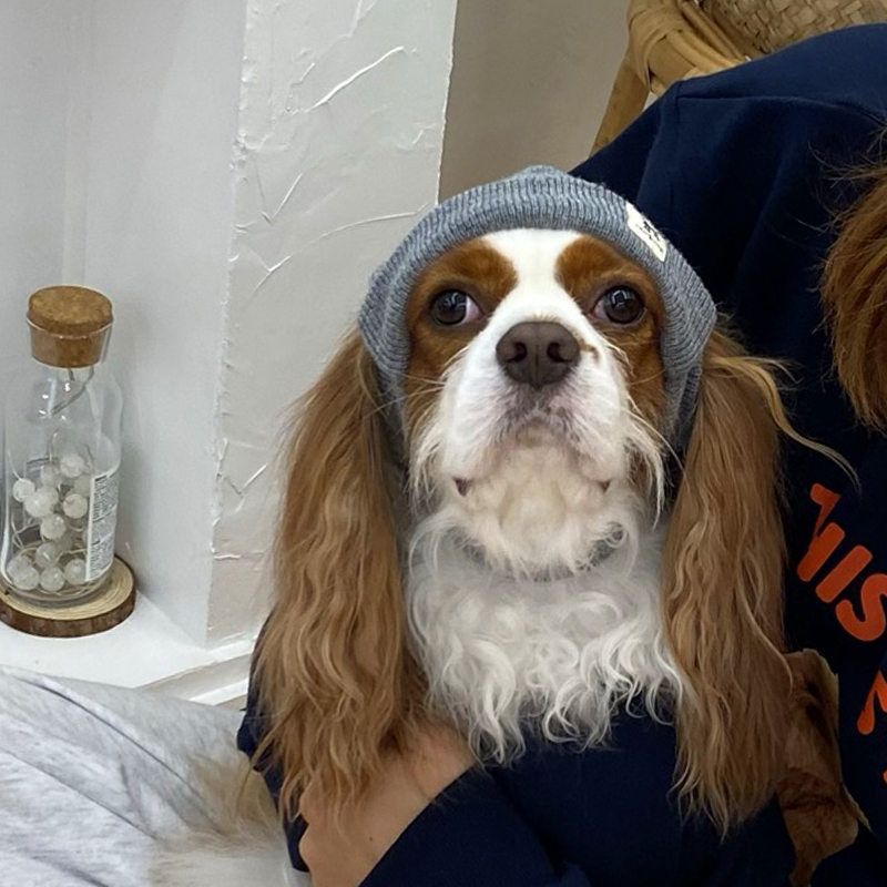 [NEW신상][무료배송] 해피댕댕 힙쟁이비니 2종 (블랙,그레이) S-L 13번째