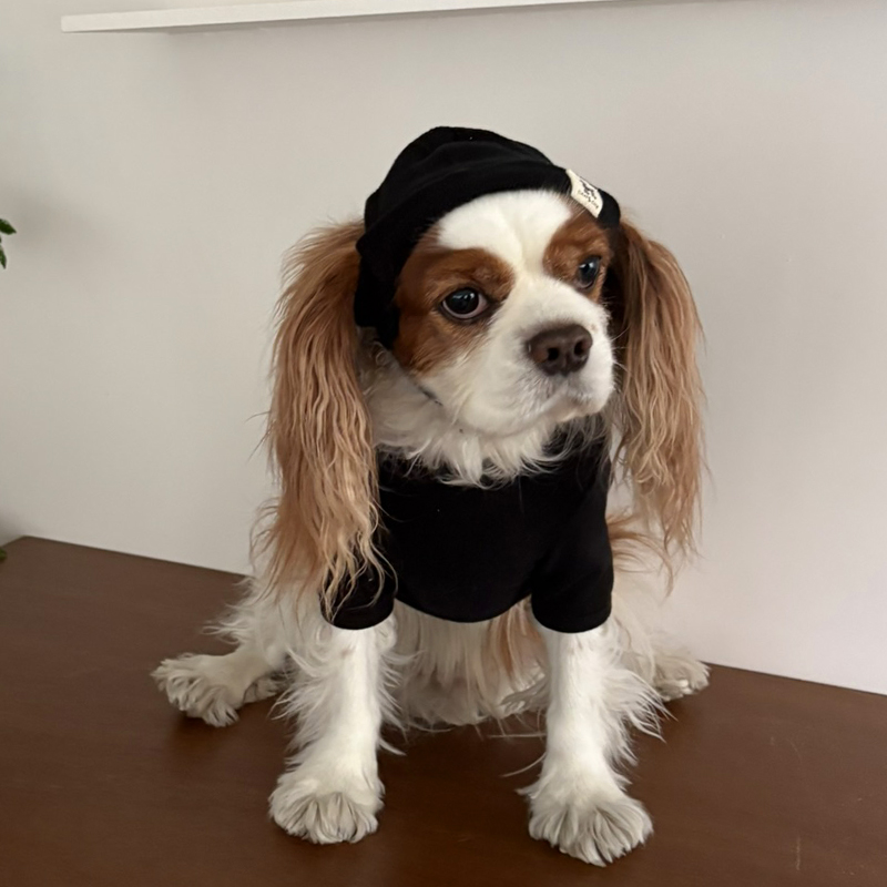 [NEW신상][무료배송] 해피댕댕 힙쟁이비니 2종 (블랙,그레이) S-L 6번째