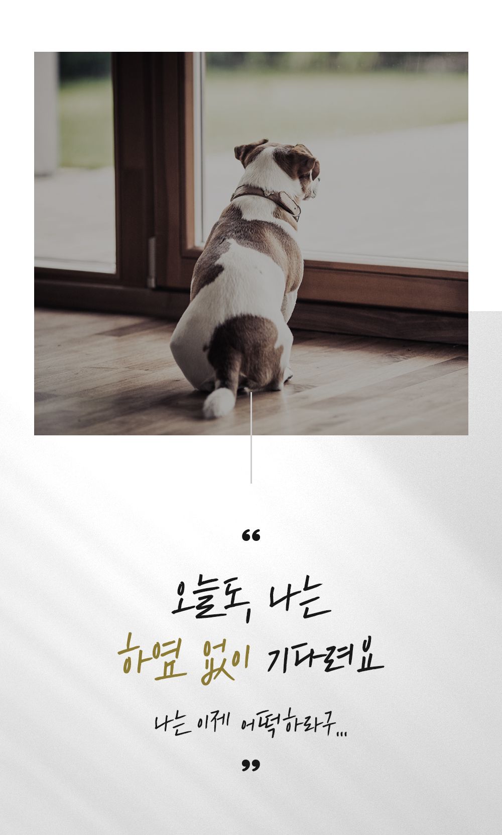 마이펫닥터 릴렉스 원츄 80g 5번째