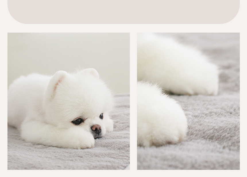 [무료배송] 초코펫하우스 온열 기능 밍크 전기 매트 5번째