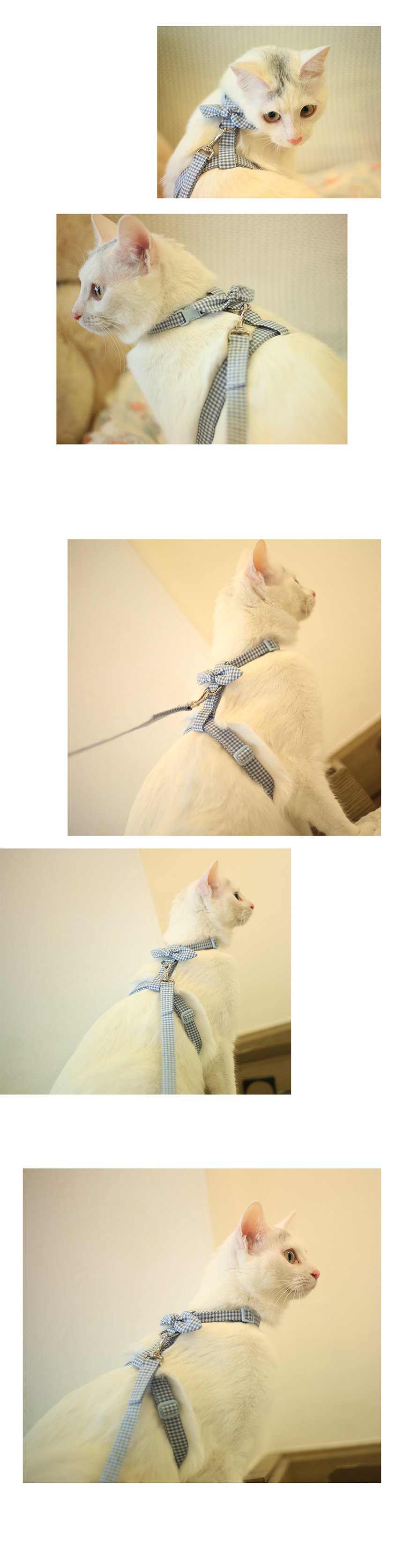 [NEW신상][무료배송] 레인보우스토리 캣 전용 체크 리본 하네스 6종 4번째