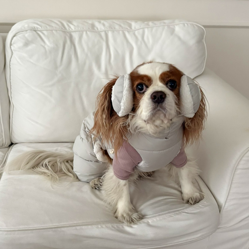 [NEW신상][무료배송] 해피댕댕 빵빵 귀마개&올인원 3종 (그레이,핑크,메론) S-2XL 6번째