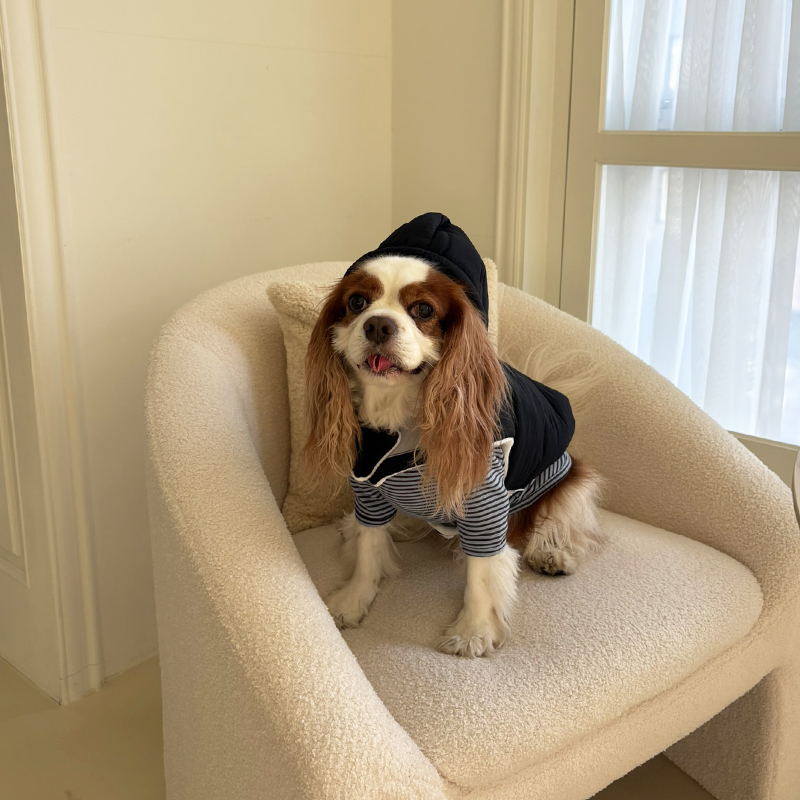 [NEW신상][무료배송] 해피댕댕 3초컷벨크로후드패딩 4종 (블랙,브라운,블루,옐로우) S-XL 10번째