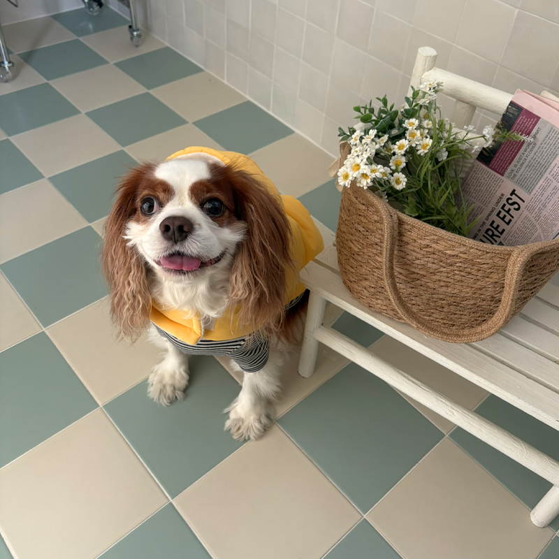 [NEW신상][무료배송] 해피댕댕 3초컷벨크로후드패딩 4종 (블랙,브라운,블루,옐로우) S-XL 31번째