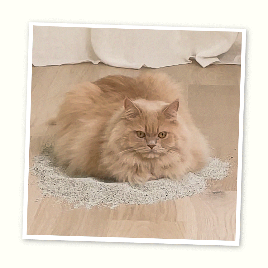 [무료배송] 웨그테일 누다 프리미엄 벤토나이트 고양이 모래 6kg 반려묘 정직한 모래 무향 6번째
