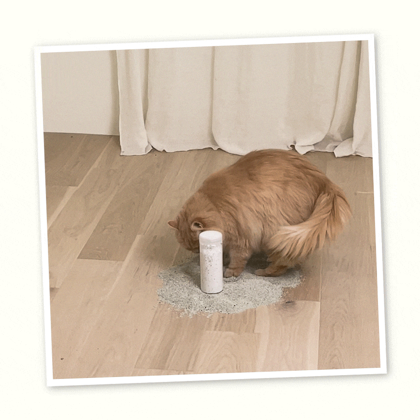 [무료배송] 웨그테일 누다 프리미엄 벤토나이트 고양이 모래 6kg 반려묘 정직한 모래 무향 5번째