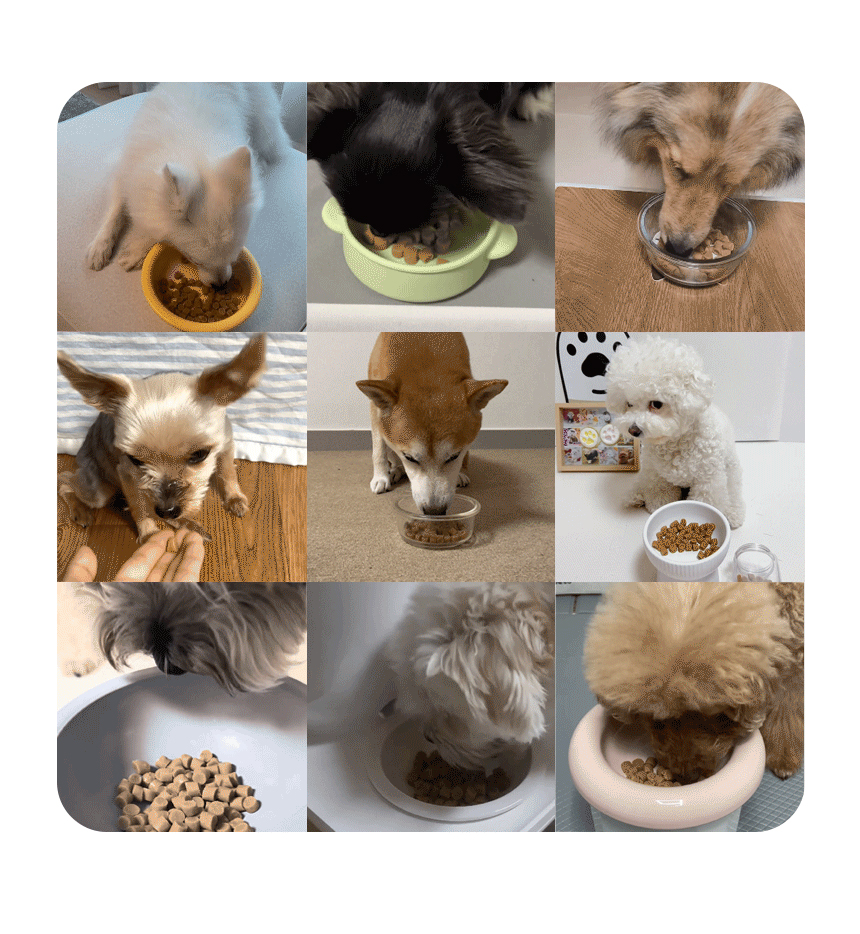 [무료배송] 마이펫닥터 독 리얼 랍스터 밀 수제사료 1kg 6번째