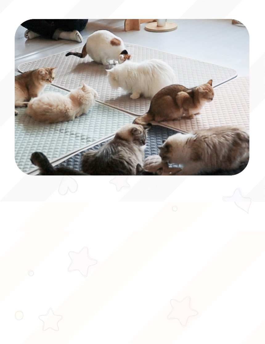 [무료배송] 초코펫하우스 캣 스크래쳐 냥이 행복 매트리스 2.0 26번째