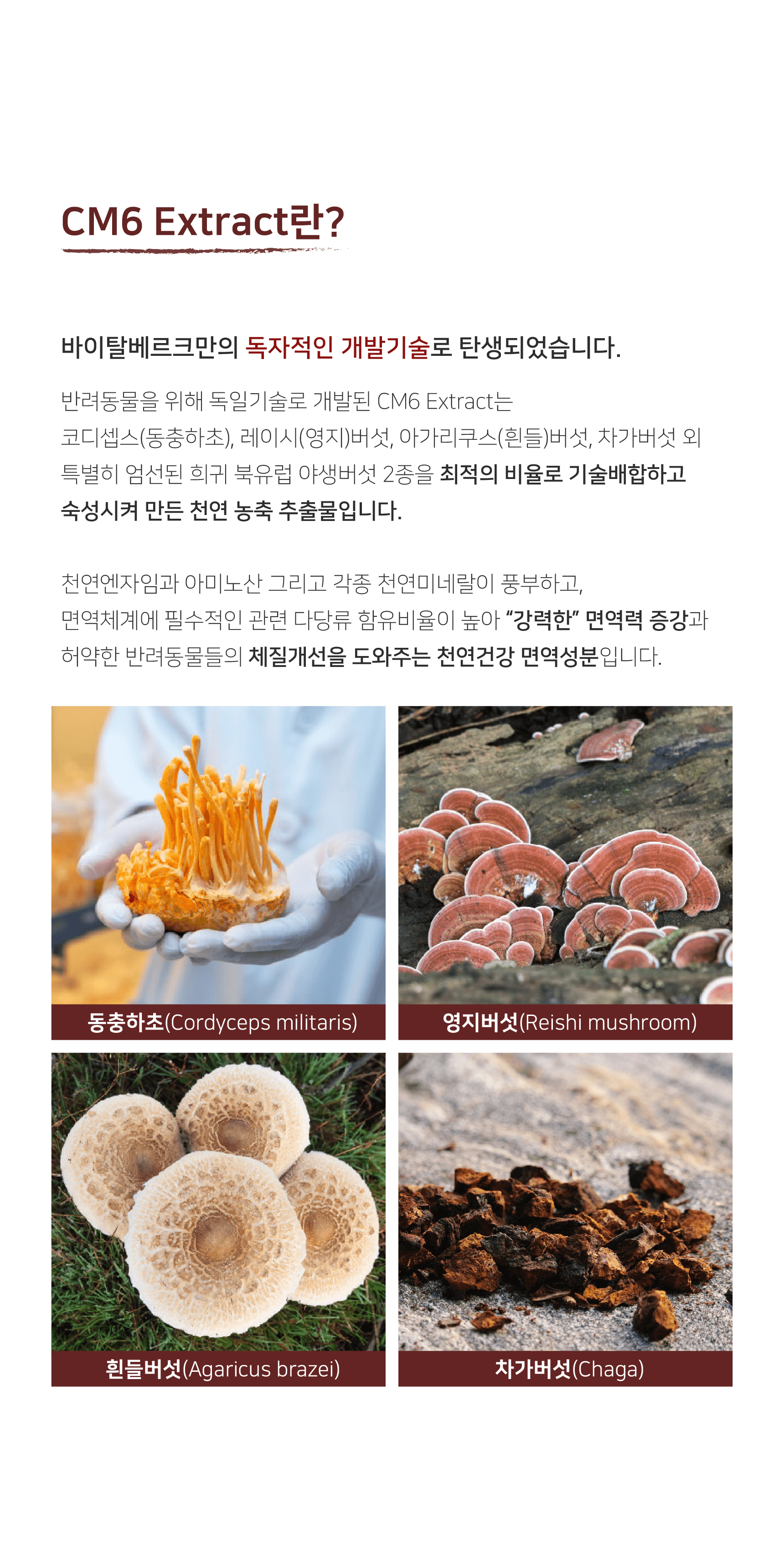 카이쿠라 바이탈베르크 100g 3번째