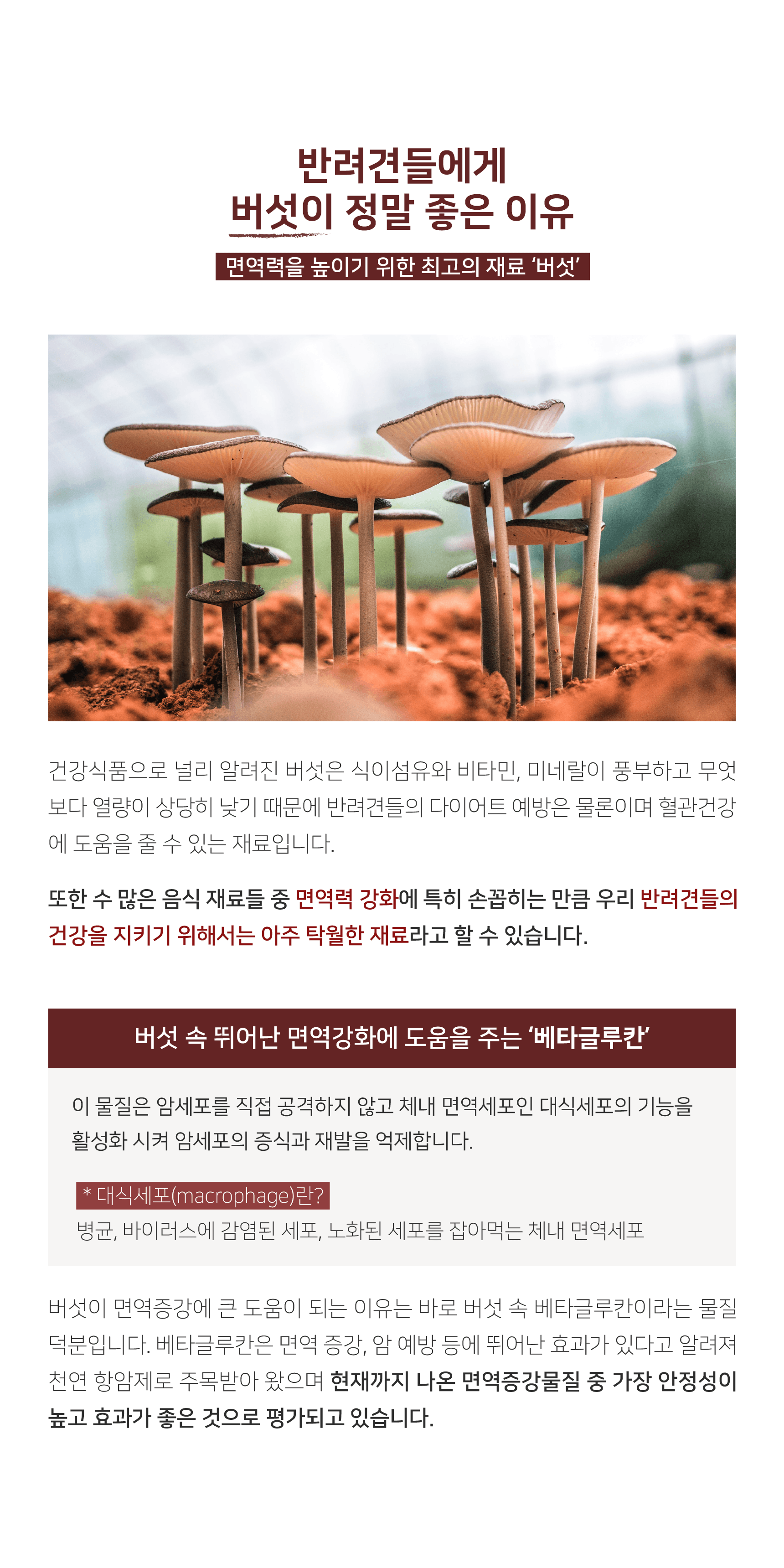 카이쿠라 바이탈베르크 100g 2번째