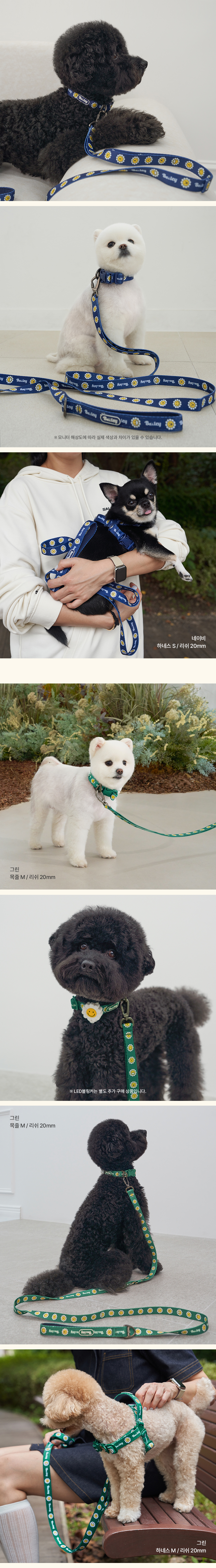 [NEW신상][무료배송] 베일리펫 강아지 산책 소형견 중형견 데이지 워키 리드줄  20mm/25mm (옐로우/그린/네이비/레드) 6번째