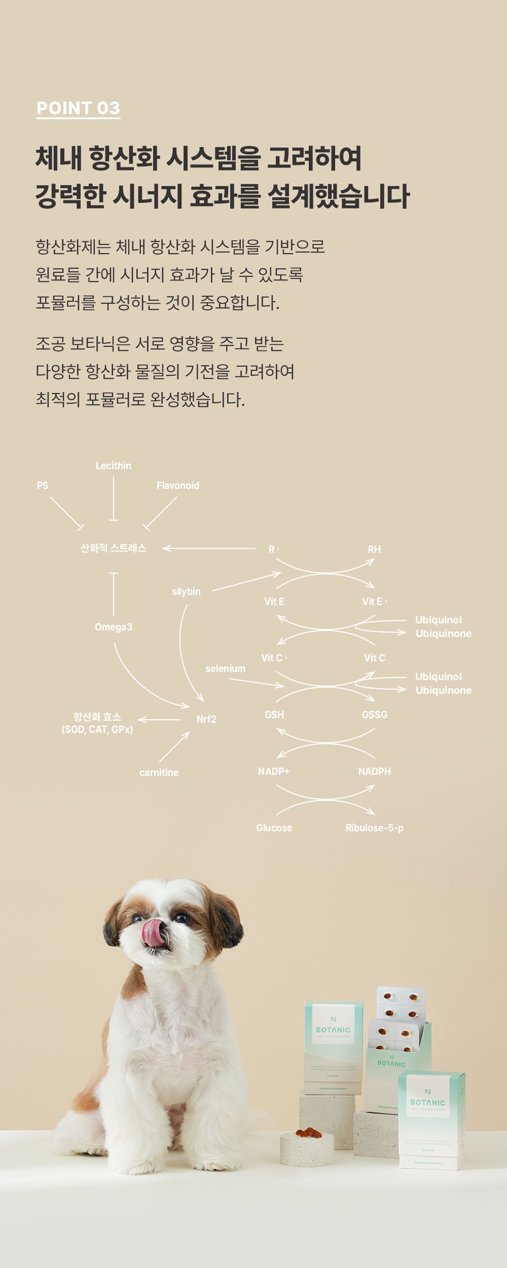 [NEW신상]조공 보타닉 60캡슐 6번째