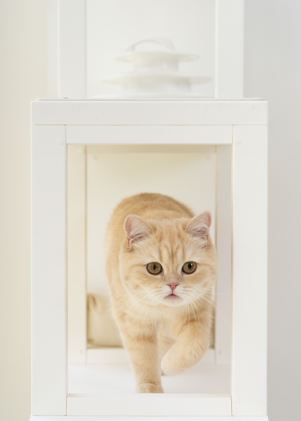 [NEW신상][무료배송] 큐빅스펫 고양이 타워 2x4 멀티 B+ 커버 세트 6color  +스크래쳐1장 포함 25번째
