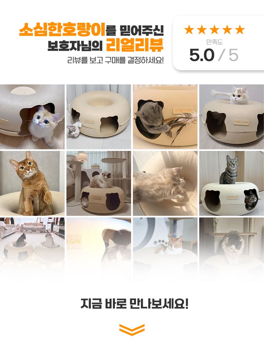 소심한호랑이 캣 버터링 터널 S/L 1번째
