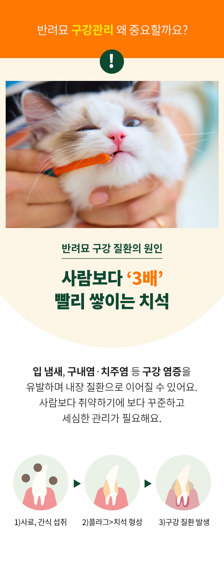 [무료배송] 펫쉴드 캣 치아튼튼 이빨과자 100g 4번째