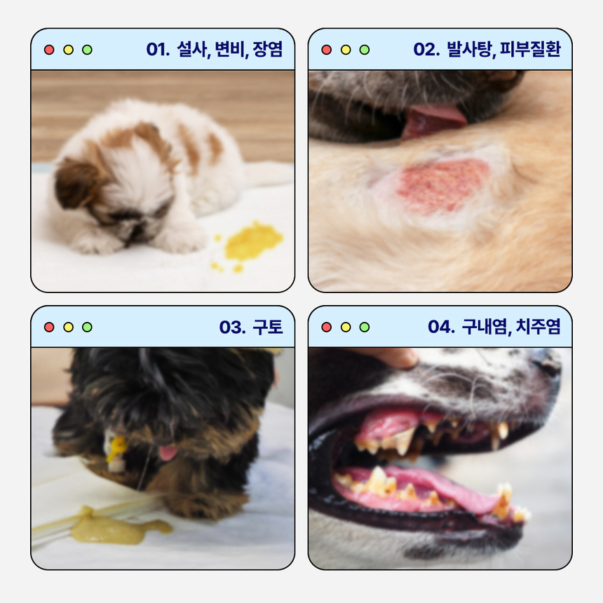 [무료배송] [체험팩] 라이프펫 강아지 영양제 프로바이오틱스 미니 6g 9번째
