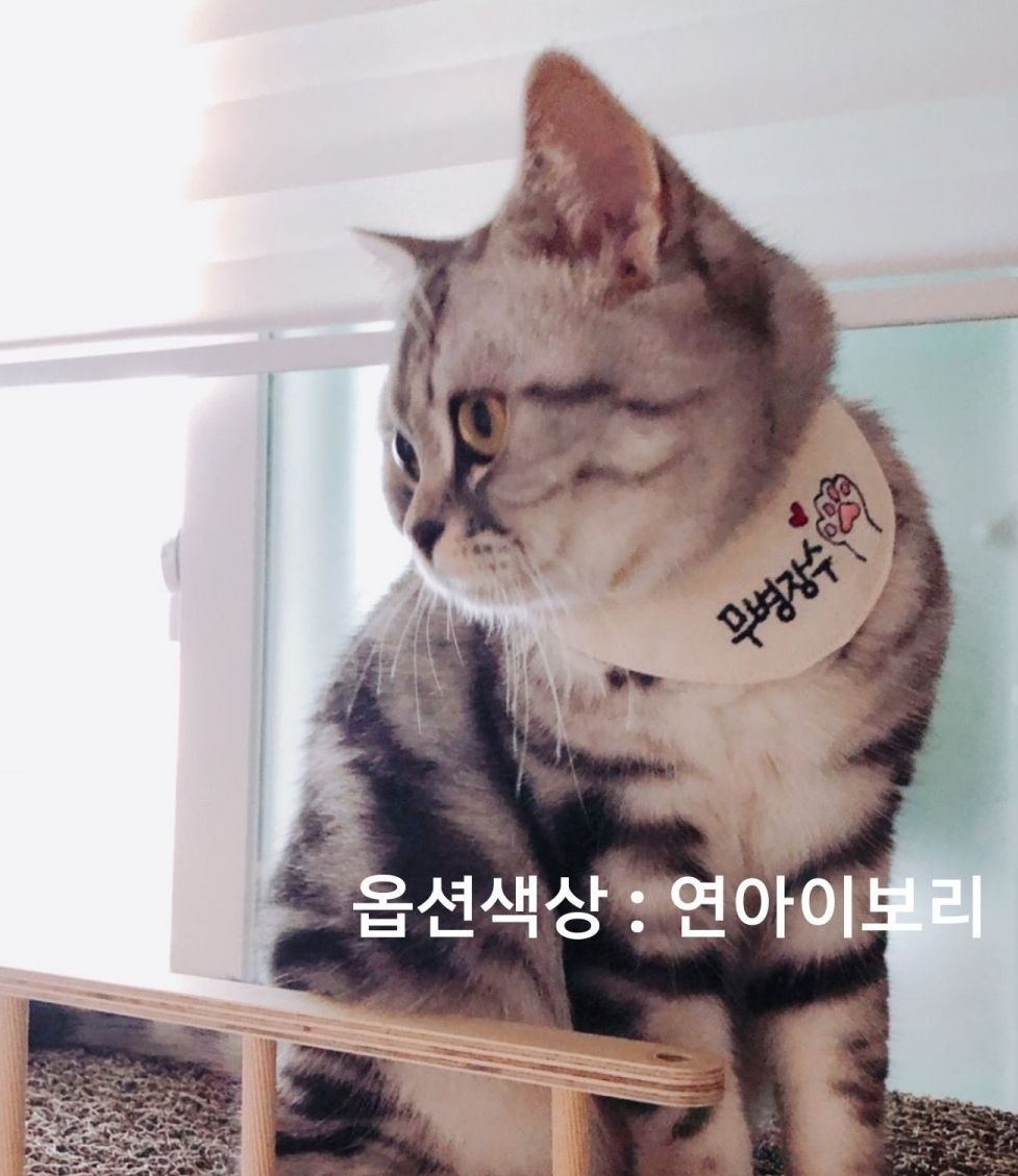 [무료배송] 까팡 무병장수 스카프 인식표 아이보리/블루/핑크/민트 XS-L 4번째