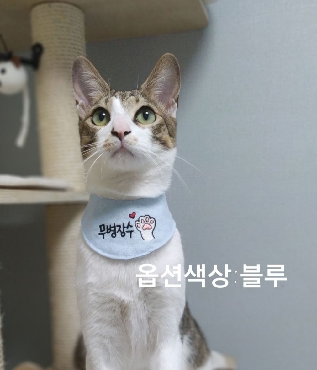 [무료배송] 까팡 무병장수 스카프 인식표 아이보리/블루/핑크/민트 XS-L 3번째
