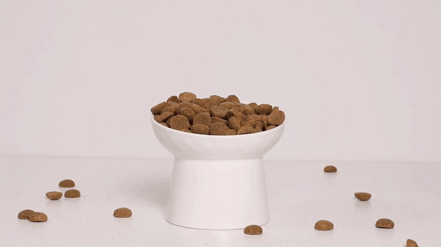 [무료배송] 데이스포 독 코엔자임Q10 10kg 라지브리드(중대형견) 사료 13번째