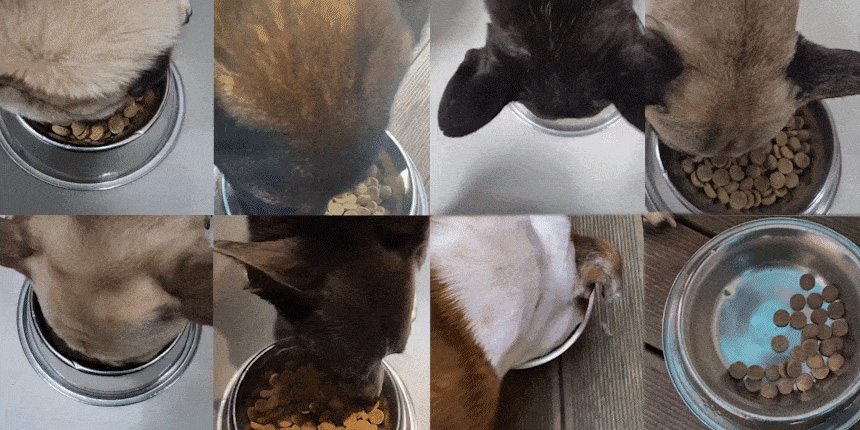 [심쿵펫페어][무료배송] 데이스포 독 코엔자임Q10 10kg 라지브리드(중대형견) 사료 3번째