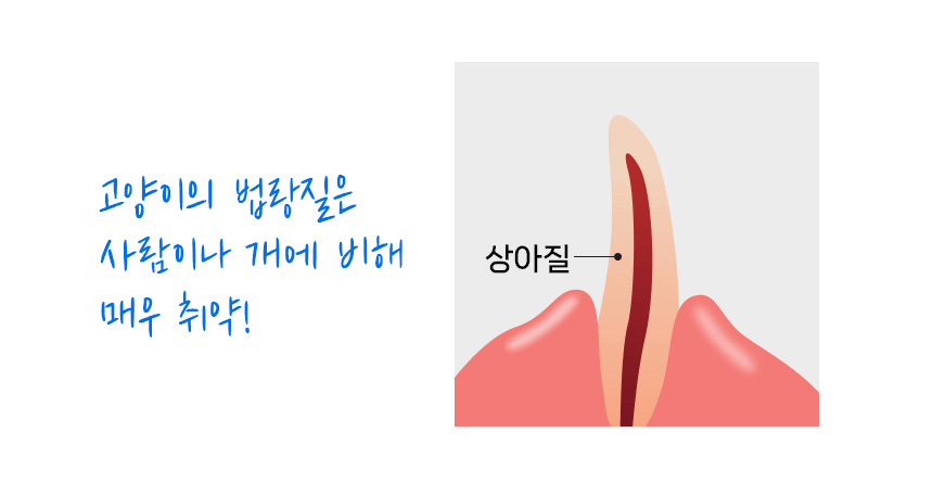 [NEW신상][무료배송] 닥터뉴토 캣 프레시케어 동결건조트릿 무항생제 닭가슴살 40g 9번째