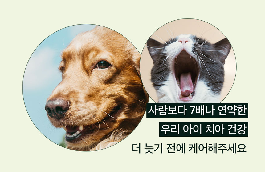 [무료배송] 앤드럭스 캣 덴타스코 구강&덴탈 2g*30포 2번째