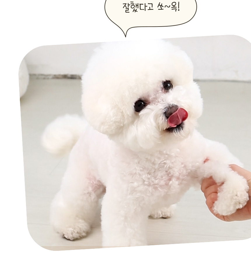 [NEW신상][무료배송] 한입뚝딱 프리미엄 쫄깃 져키 큐브 강아지 육포 150g*3개 19번째