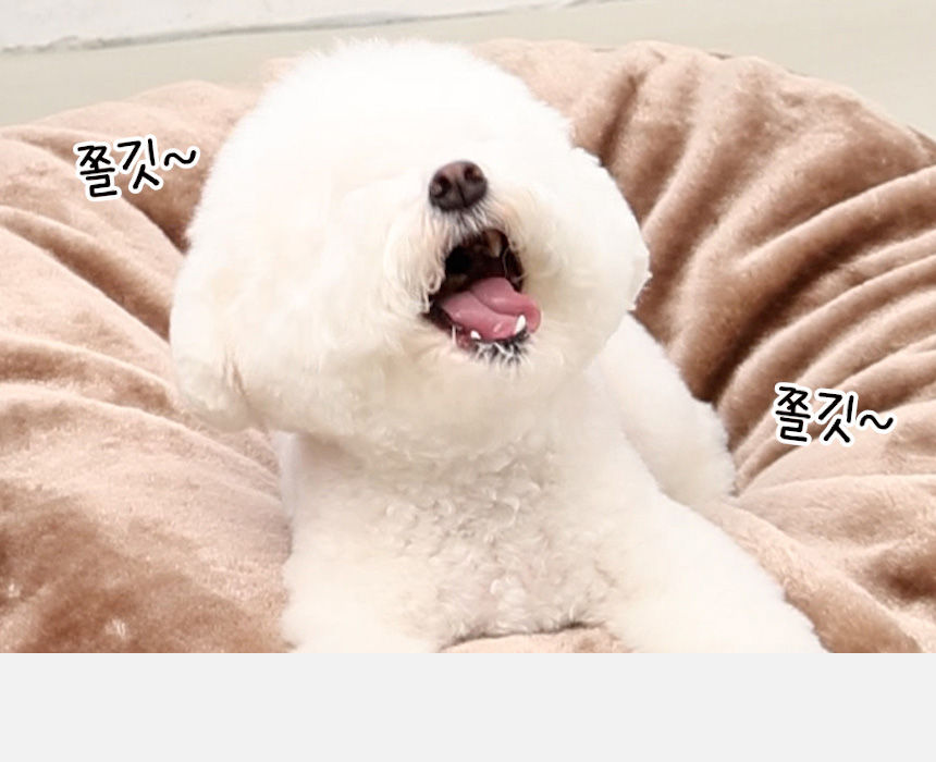 [NEW신상][무료배송] 한입뚝딱 프리미엄 쫄깃 져키 큐브 강아지 육포 150g*3개 15번째