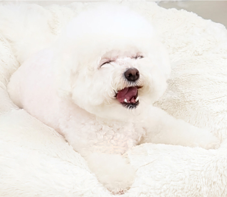 [NEW신상][무료배송] 한입뚝딱 프리미엄 쫄깃 져키 큐브 강아지 육포 150g*3개 6번째