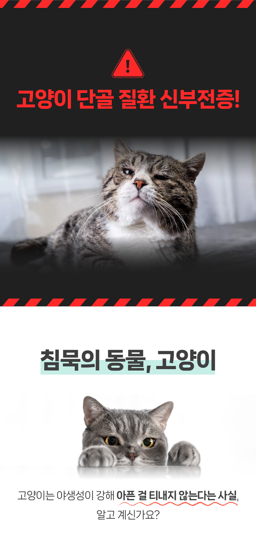[무료배송] 프렌냥 실버 밸런스 닭고기맛 10g*14p 2번째