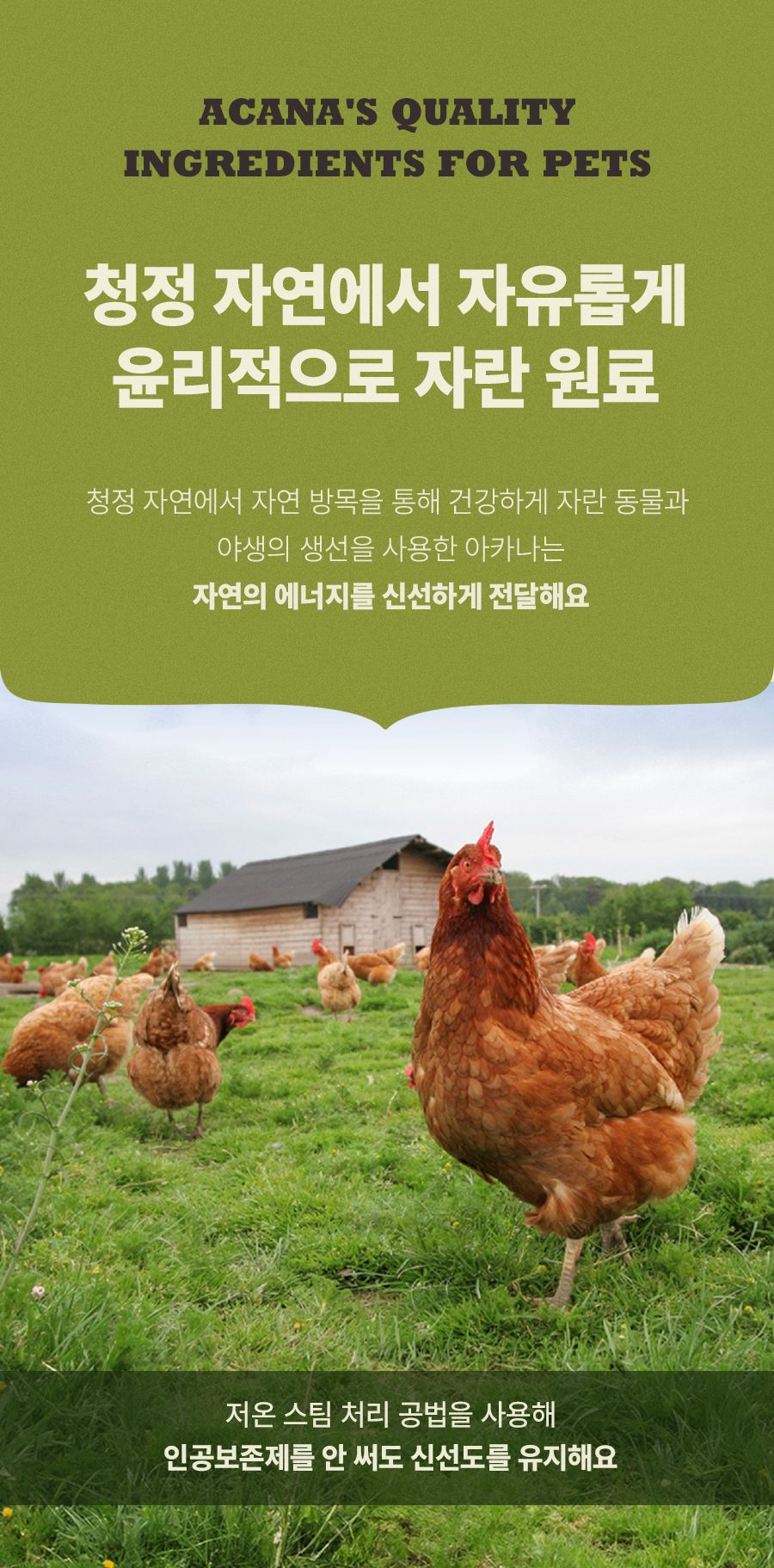 [유통기한임박, 26년1월26일] 아카나 독 어덜트 레시피 2kg 6번째