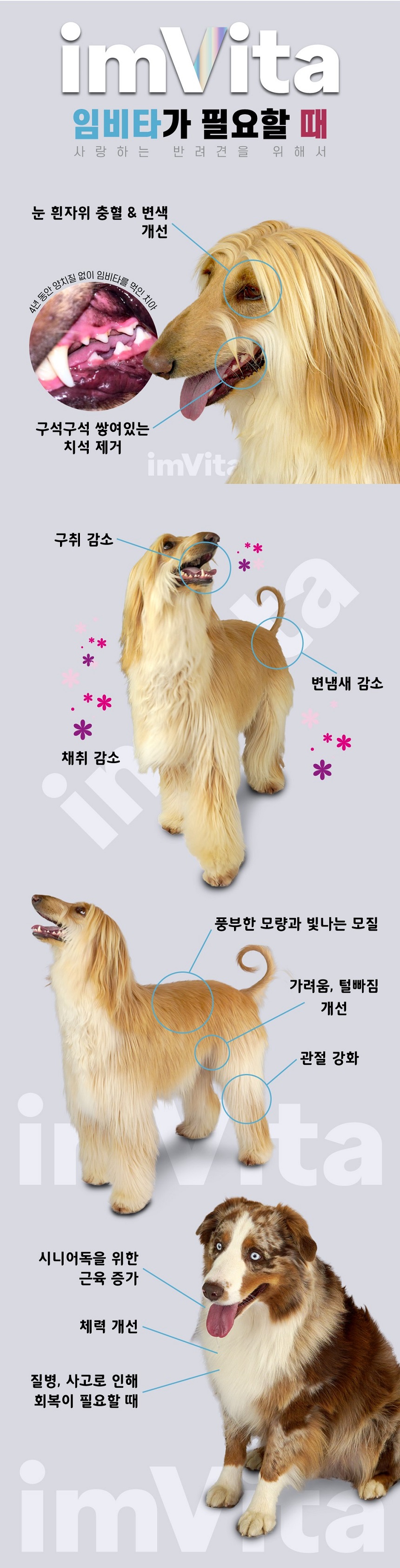 [무료배송] 임비타 독 관절 영양제 머슬+ 250g 7번째
