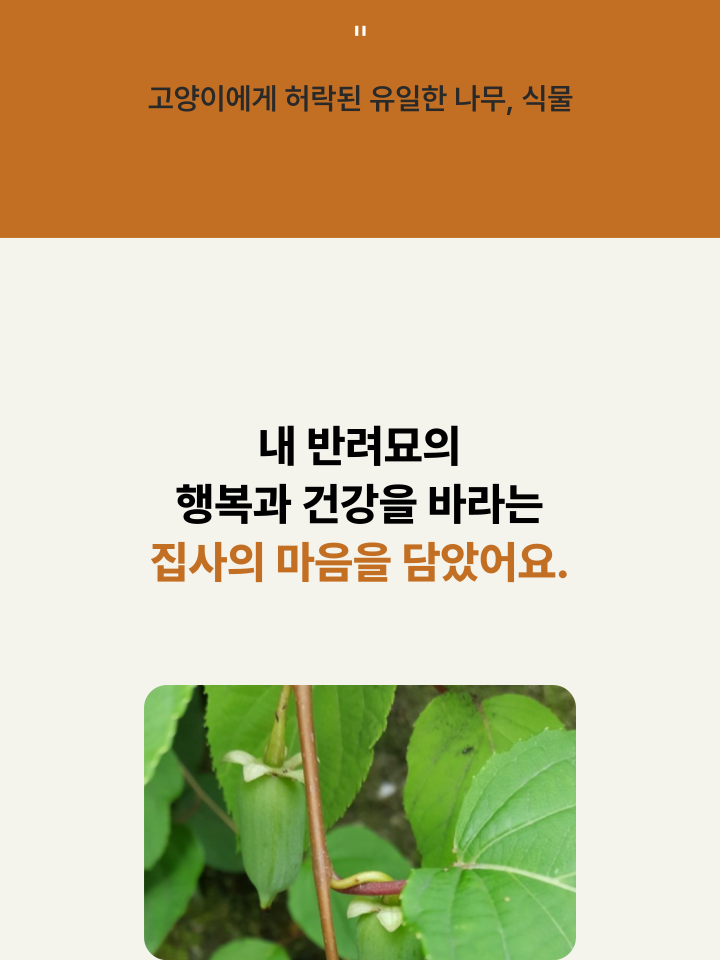 [NEW신상][무료배송] 캣디피 캣닢 쥐돌이 낚시대 9번째