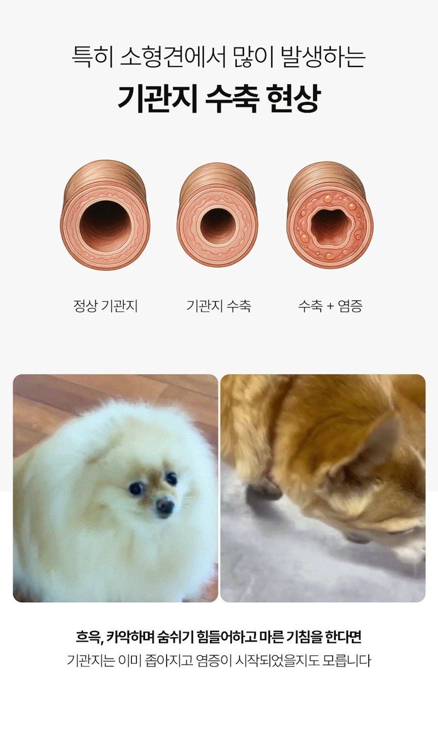 [NEW신상][무료배송] 피오랩 퀘르젠 기관지 영양제 30포 3번째