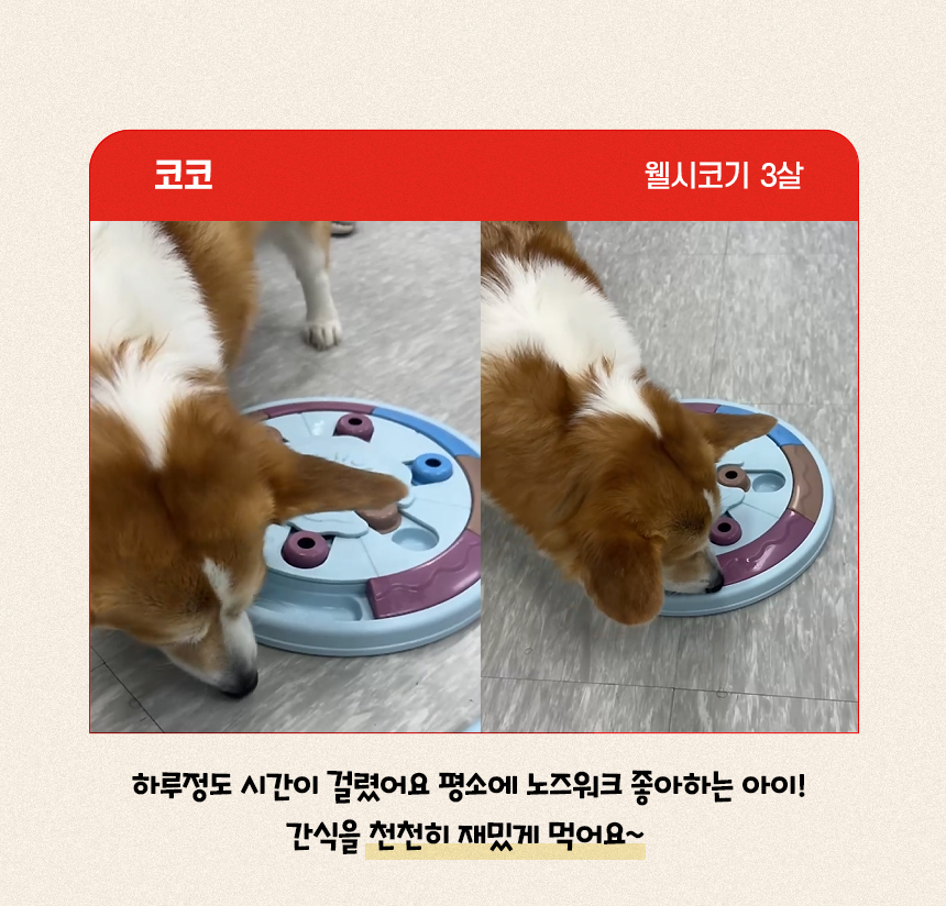 [NEW신상][무료배송] 펫마블 피자 노즈워크 장난감 2번째