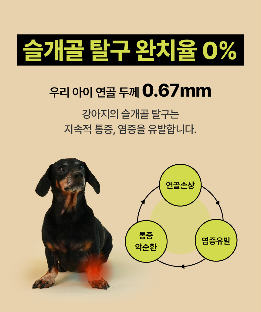 [체험단] [무료배송] 펫글로우 독 아티플러스 관절 영양제 100g 14번째