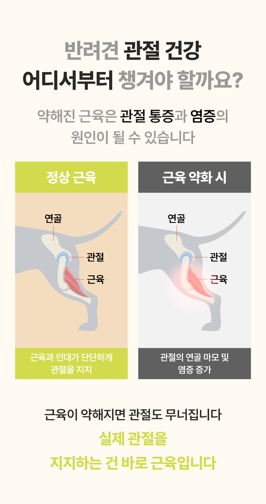 [체험단] [무료배송] 펫글로우 독 아티플러스 관절 영양제 100g 20번째