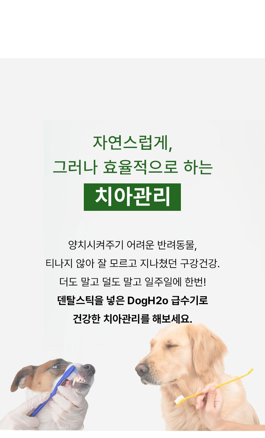 [무료배송] Dogh2o 강아지 고양이 구강케어 자동급수기 정수기 6리터 대용량 10번째