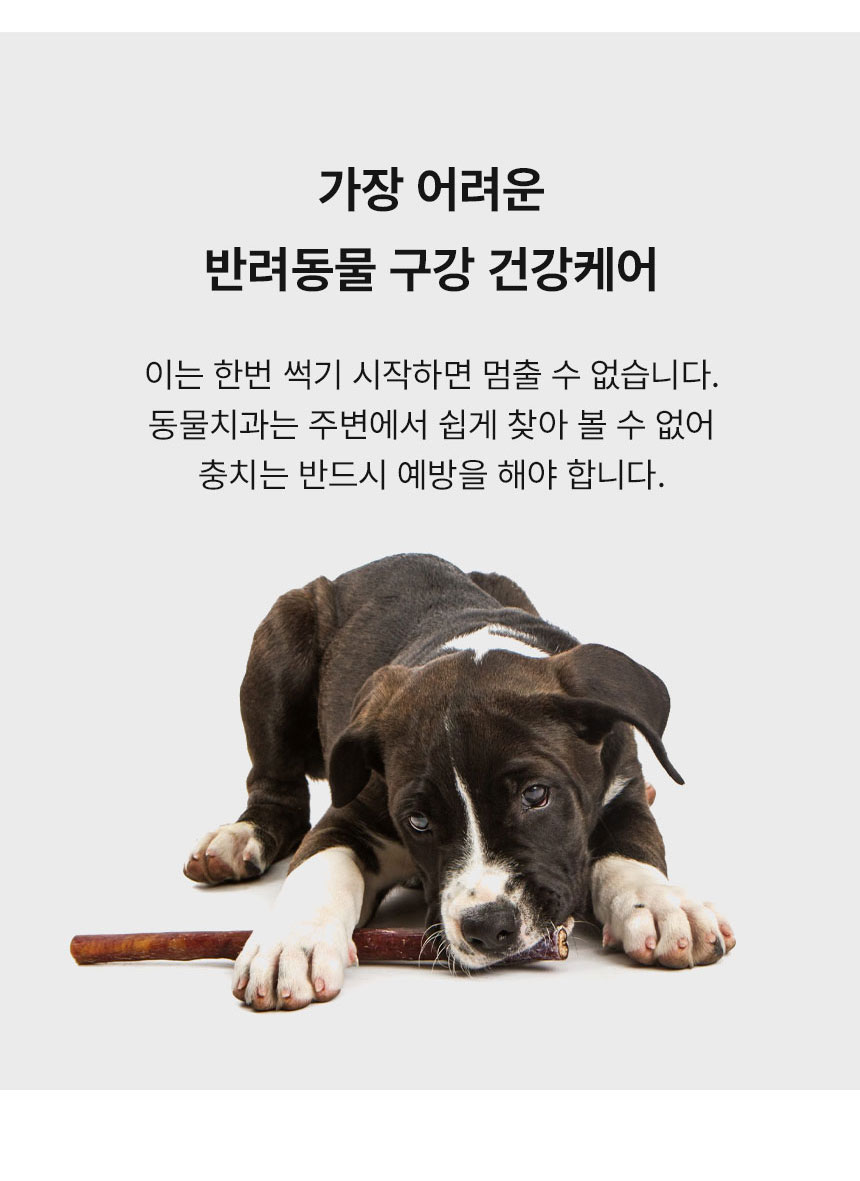[무료배송] Dogh2o 강아지 고양이 구강케어 자동급수기 정수기 6리터 대용량 6번째