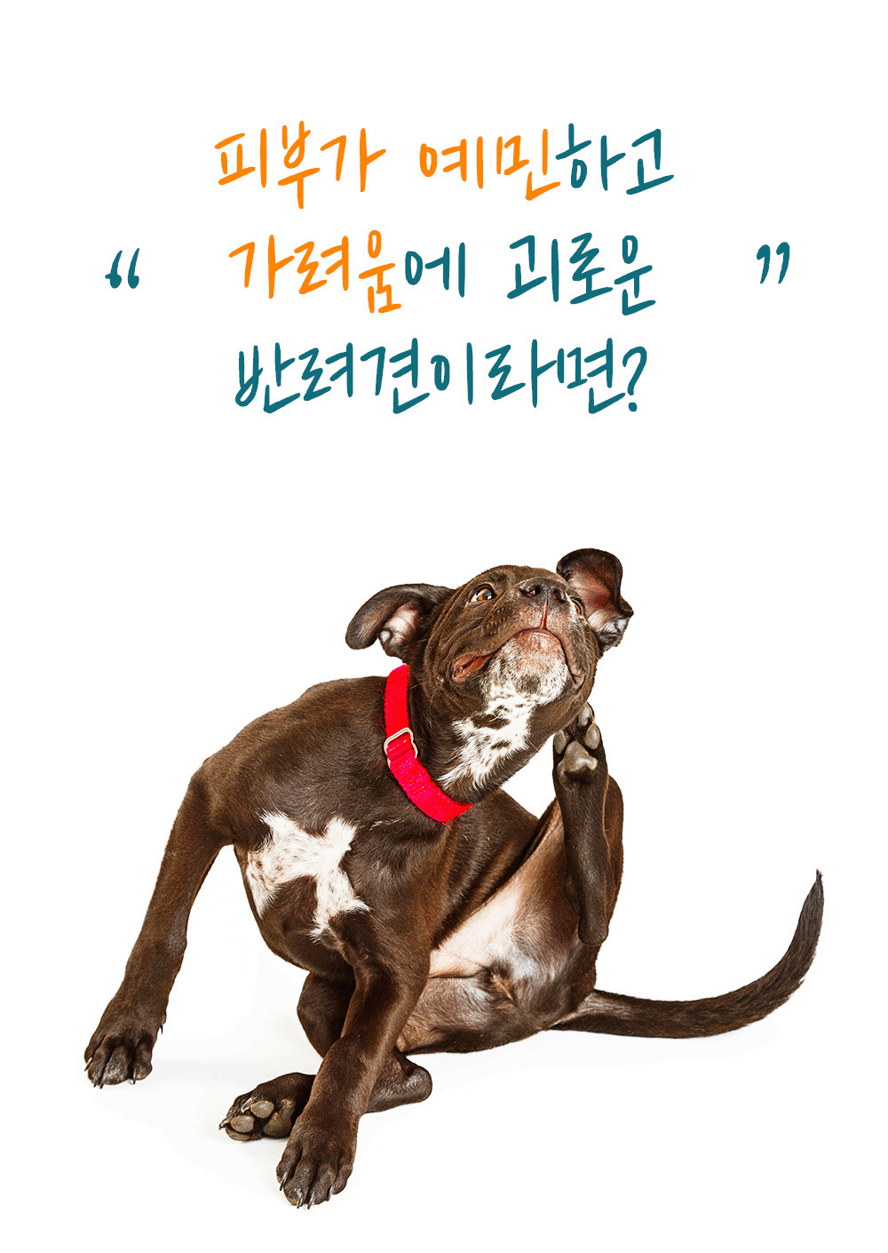 더텐 독 소프트 반건조 연어&피부 1kg 6번째