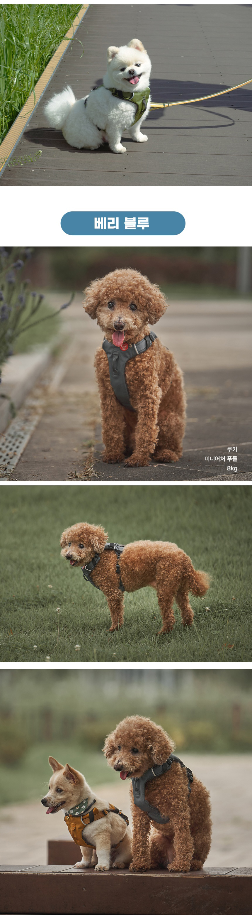 [무료배송] 젠틀우프 데이워커 하네스 중소형견용 (6color/3size) 7번째