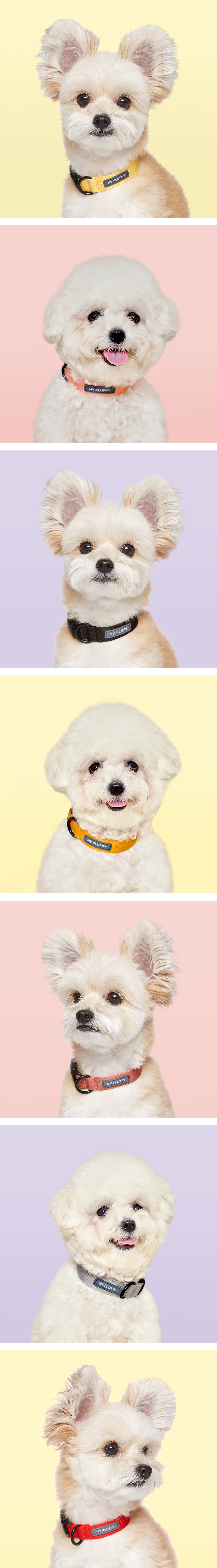 [무료배송] 마이플러피 강아지 목줄 베이직칼라 M-L (7컬러) 4번째
