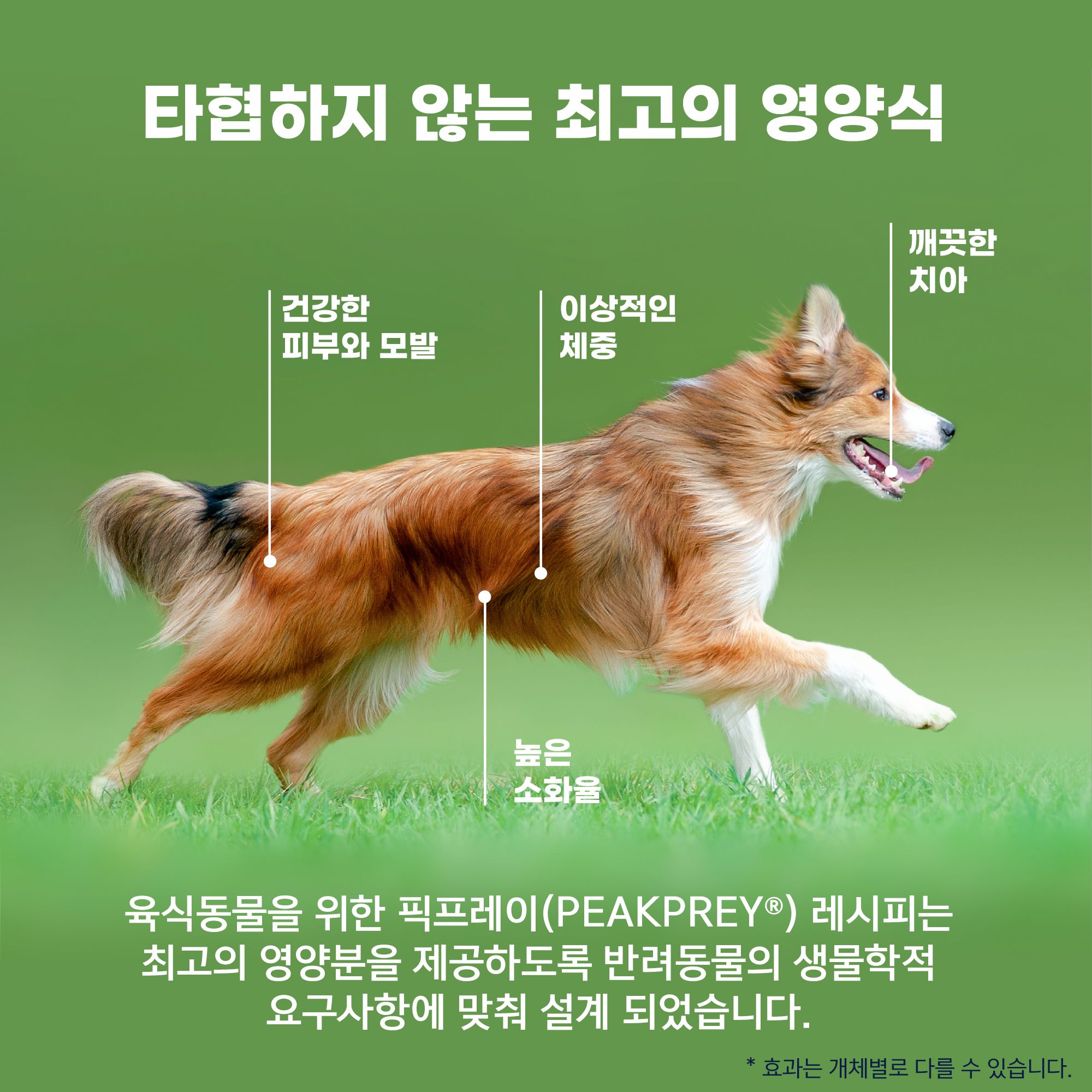 지위픽 독 양고기 캔 170g 3번