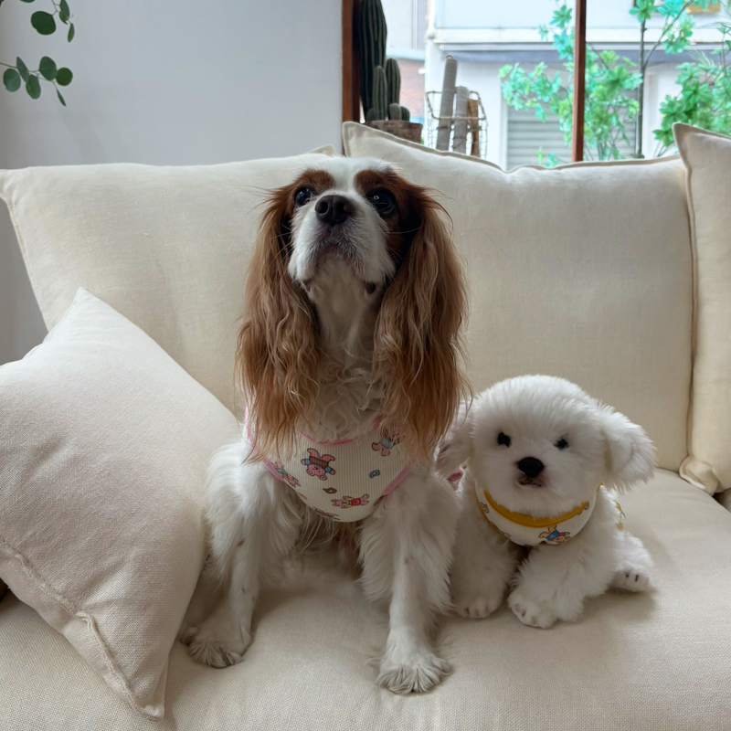 [NEW신상][무료배송] 해피댕댕 굿나잇 조끼&바디수트 2종 (핑크,옐로우) S-2XL 11번째