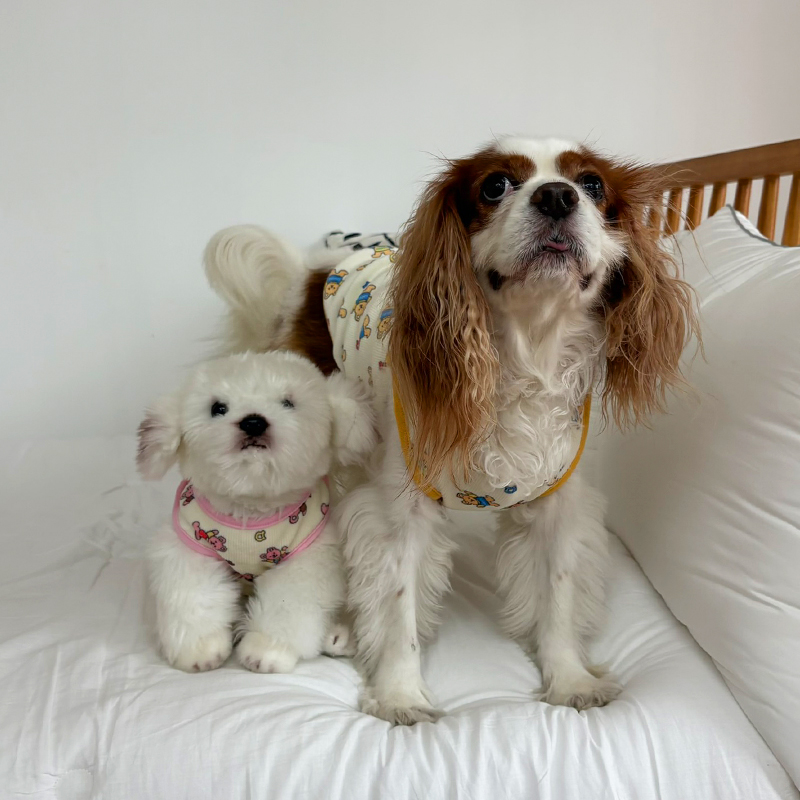 [NEW신상][무료배송] 해피댕댕 굿나잇 조끼&바디수트 2종 (핑크,옐로우) S-2XL 7번째