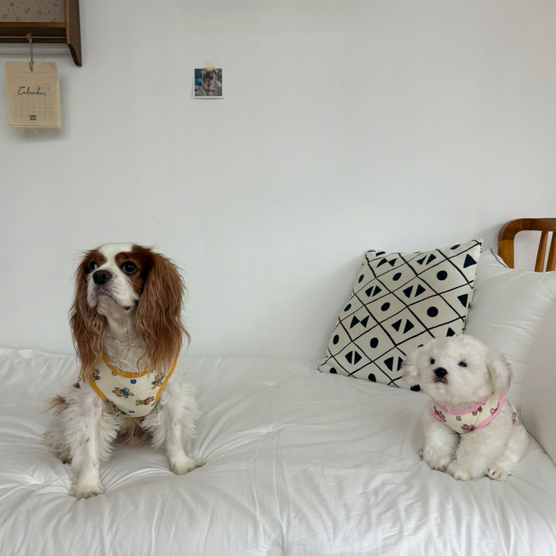 [NEW신상][무료배송] 해피댕댕 굿나잇 조끼&바디수트 2종 (핑크,옐로우) S-2XL 6번째