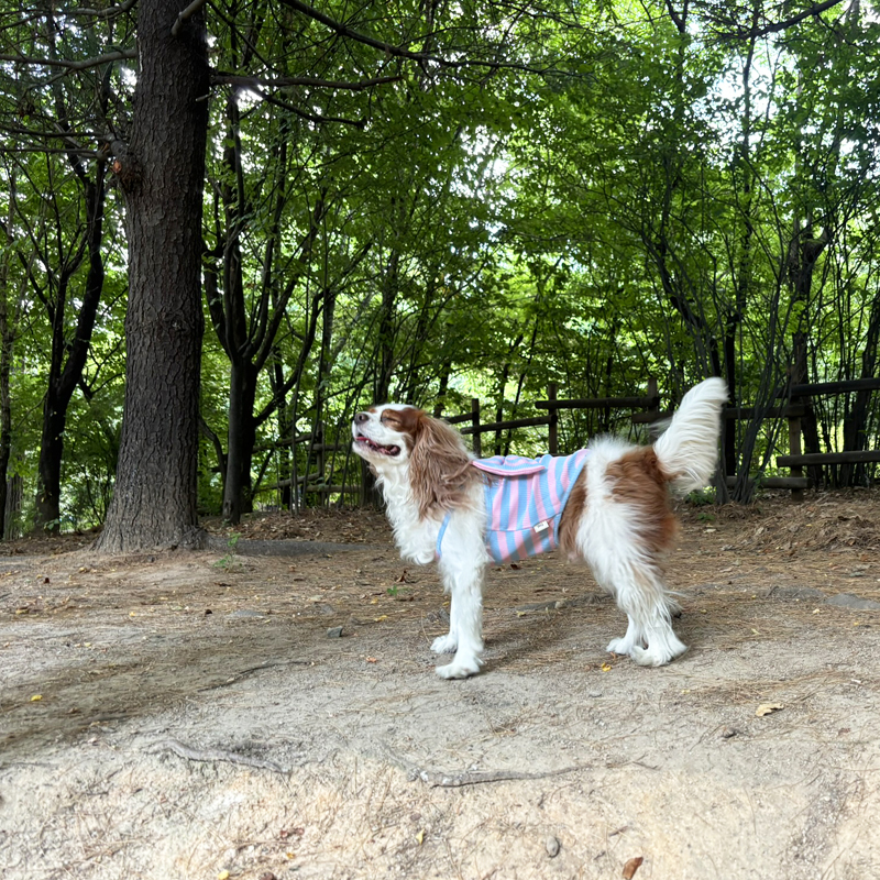 [무료배송] 해피댕댕 왕리본나시 S - 2XL 4번째